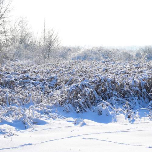 Photo #13213359