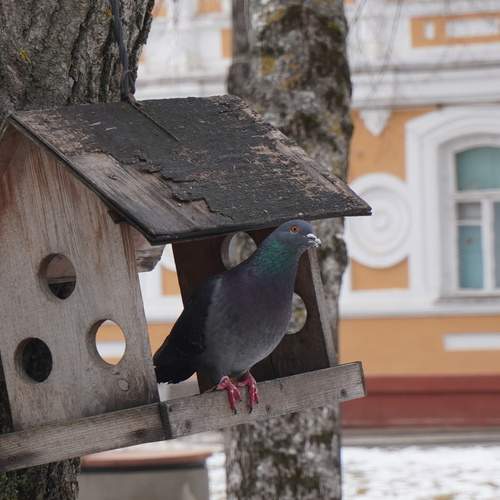 Photo #13213465