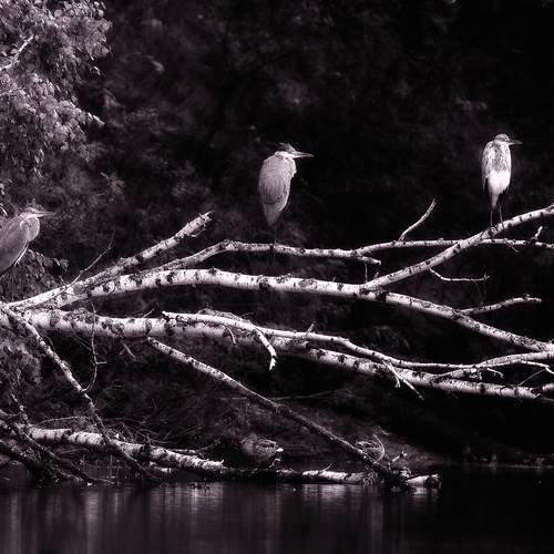 Photo #13213526
