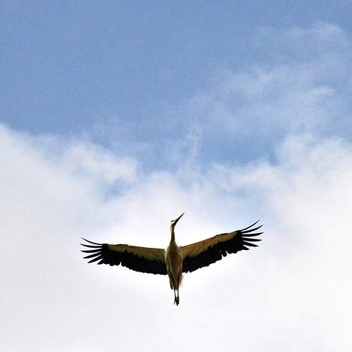 Photo #13213850