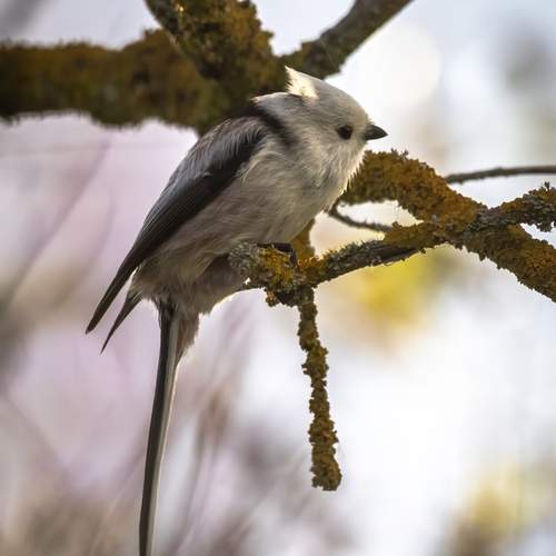 Фотография #13213868