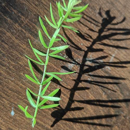 Leafy stalk