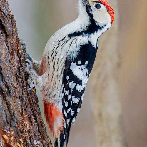 Фотография #13214471