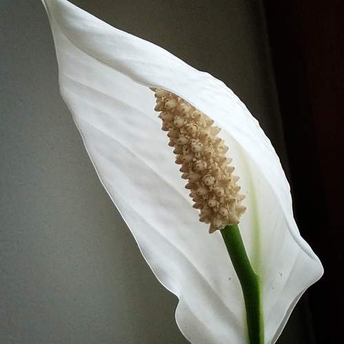 Photo #13214498