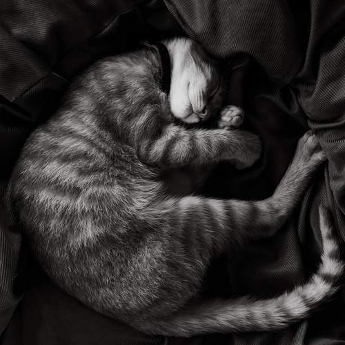 The Shape of Rest