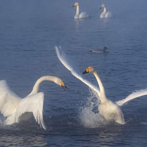 Фотография #13214905