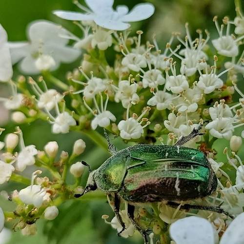 Золотистая бронзовка (Cetonia aurata).