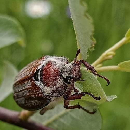 Майский жук восточный (Melolontha hippocastani).