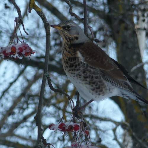 Photo #13215104