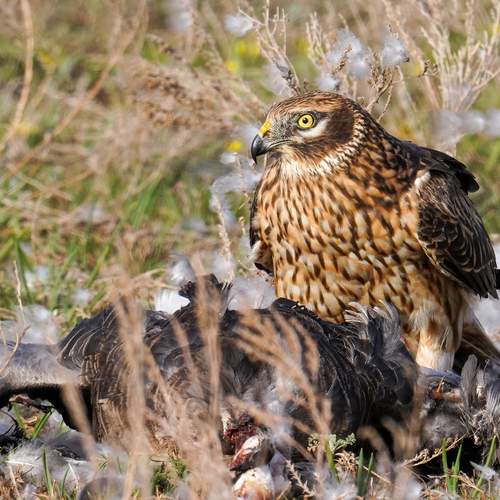 Photo #13215162