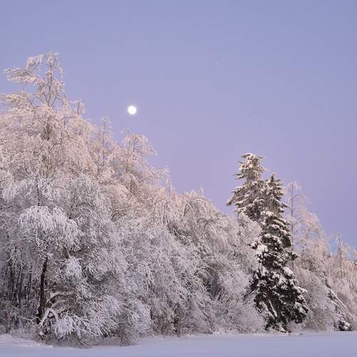 Photo #13215361