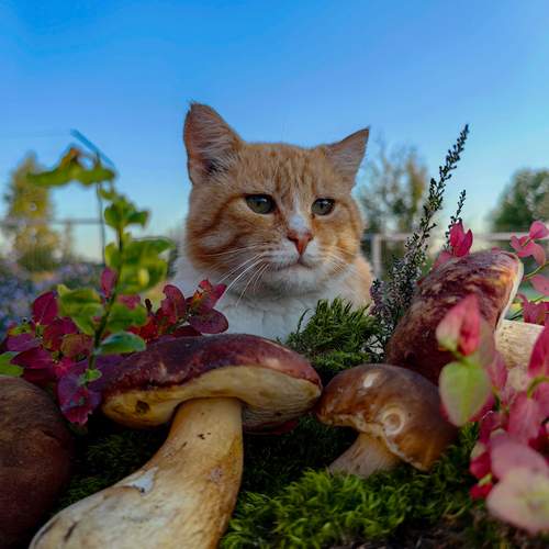 Photo #13215394