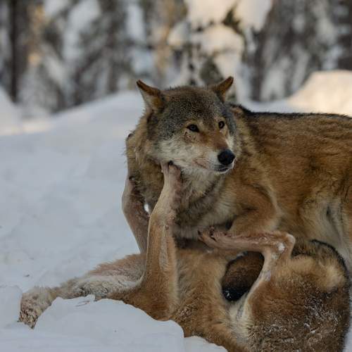 Photo #13215587