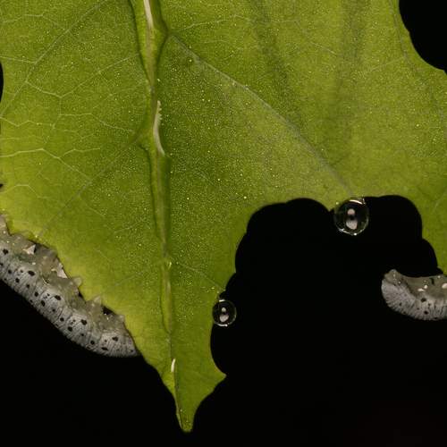 Photo #13215759