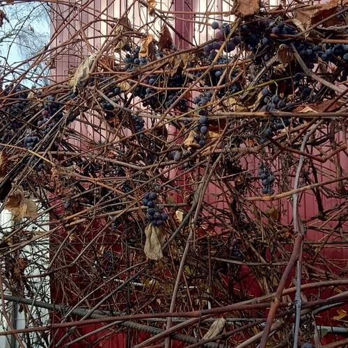 Photo #13215840