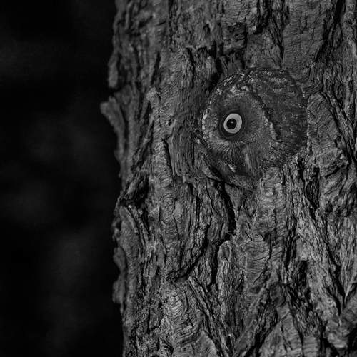 Eye of the Night