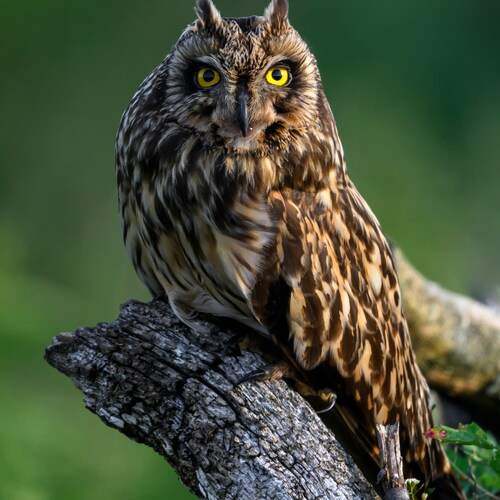 Болотная сова