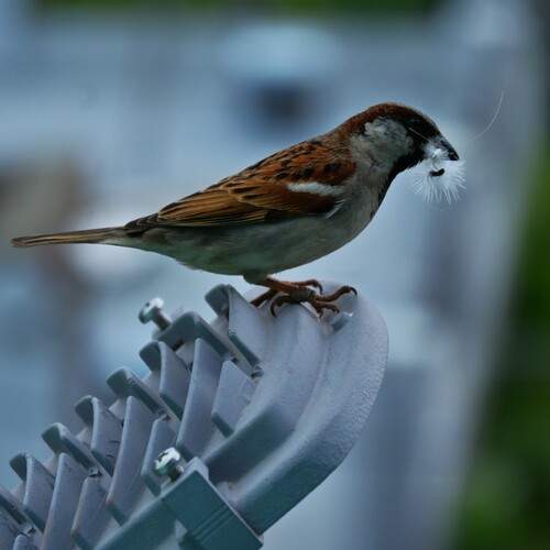 Urban Gatherer