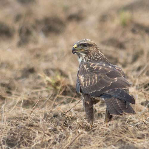 Photo #13216444