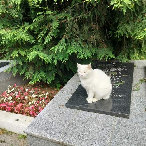 Photo #13216700