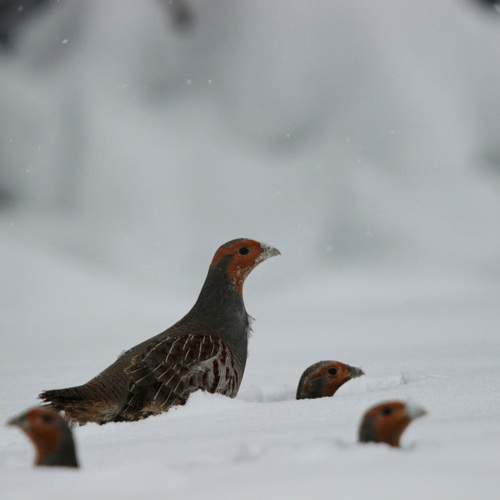 Photo #13217050