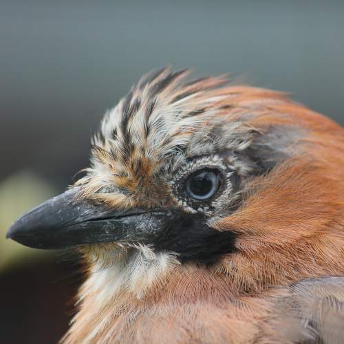 Photo #13217064