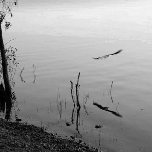 Photo #13217134