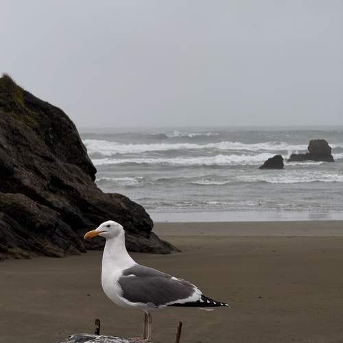 Photo #13217165