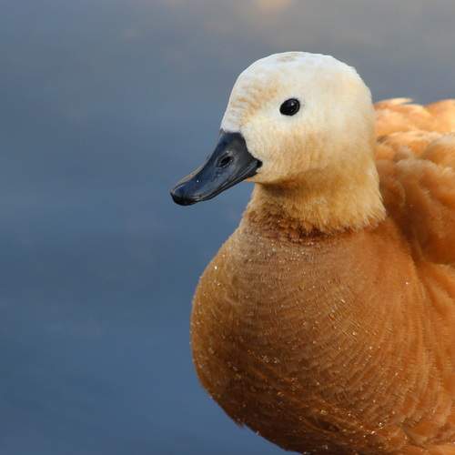 Photo #13217348