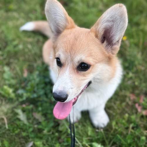 Photo #13217638