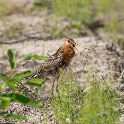 Фотография #13217803