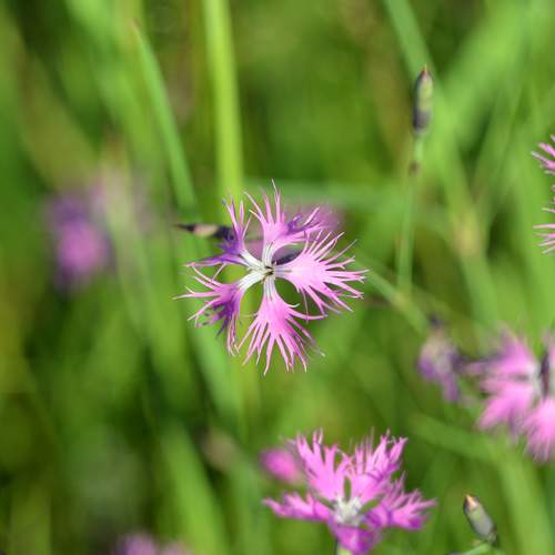 Фотография #13217884