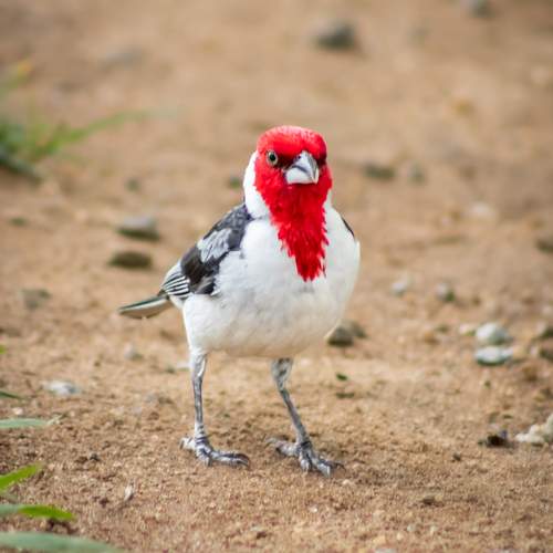 Red-cowled Cardinal