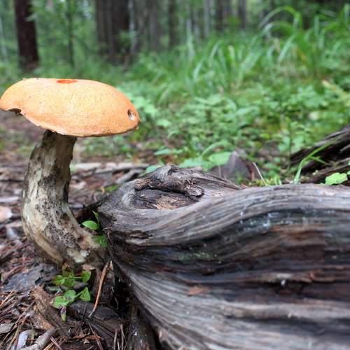 Photo #13217972