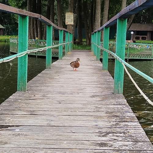 Photo #13218317
