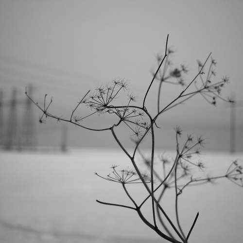 Photo #13218356
