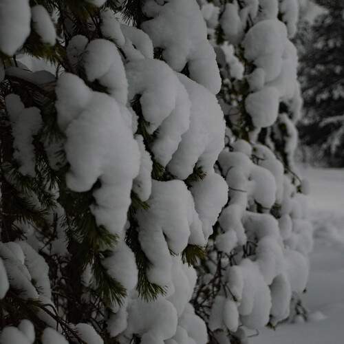 Photo #13218657
