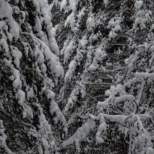 Photo #13218659