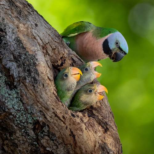 Curious Parakeet Family