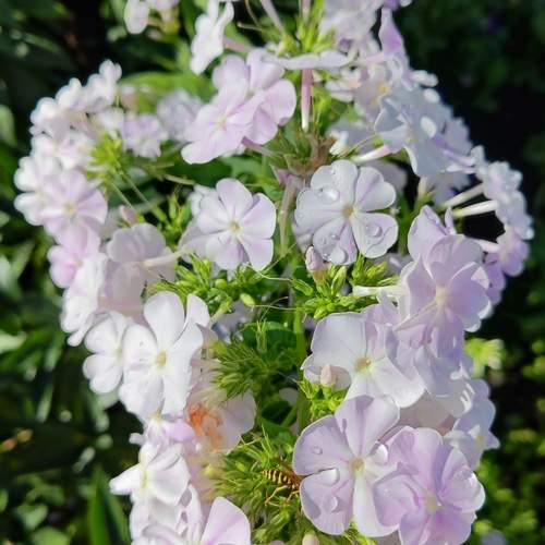Photo #13219065