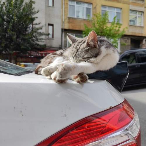 Photo #13219297