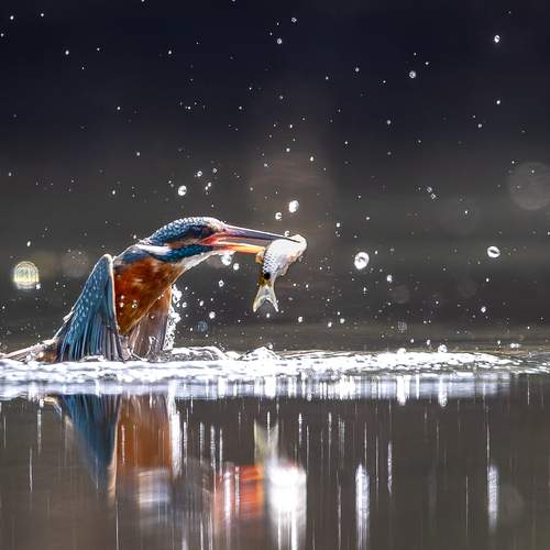 Photo #13219390