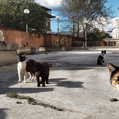 Photo #13219426
