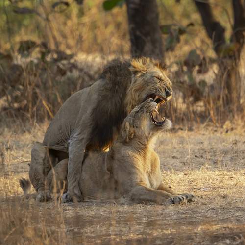 Lions mating