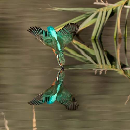 Photo #13219477