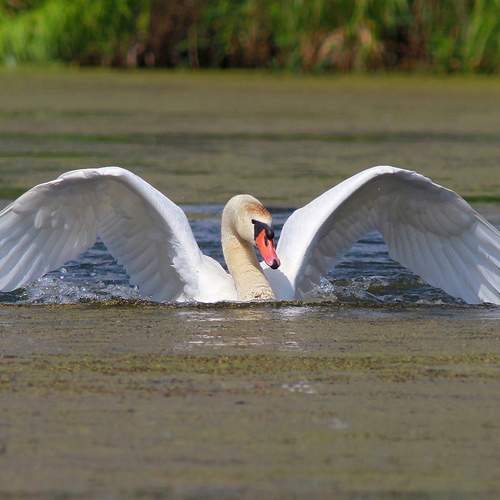 Photo #13219540