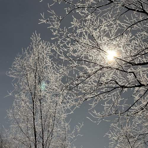 Photo #13219701