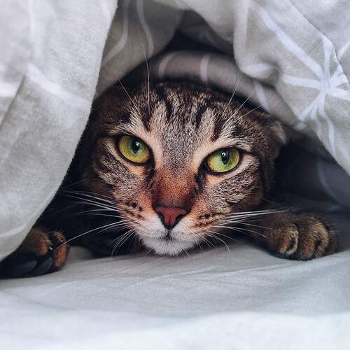 Under the covers