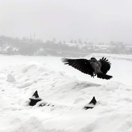 Photo #13220077