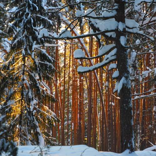 Фотография #13220307